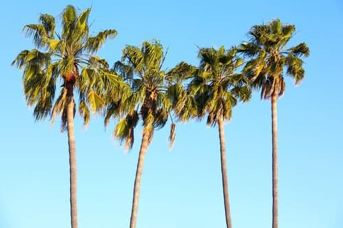 Tree Services by Premier Lawn Care in Gilbert, AZ